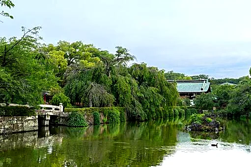 三嶋大社の池と柳。水と緑が身近にある三島の風景
